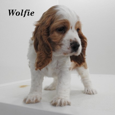 puppy, for, sale, Cocker Spaniel, Joe & Cherri  Overlease, dog, breeder, Miller, MO, dog-breeder, puppy-for-sale, forsale, nearby, find, puppyfind, locator, puppylocator, aca